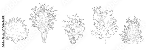 Pack of trees in elevation view for use in architectural drawings - isolated on transparent background