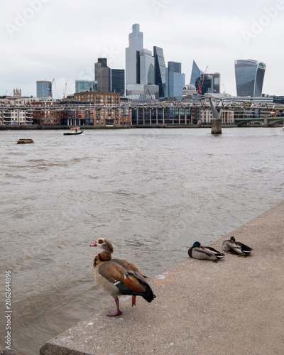Ducks on the River Thames with the city in the background