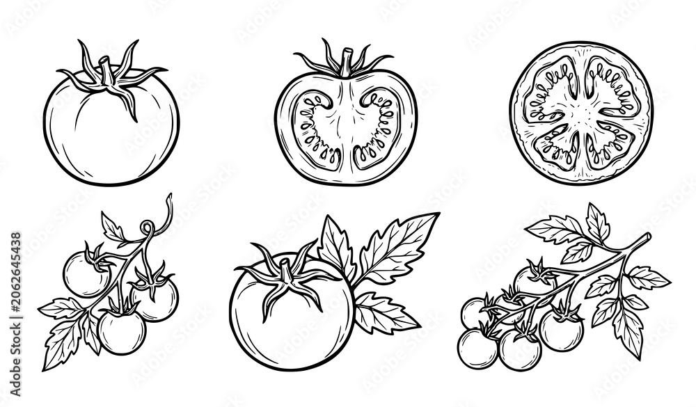 Fototapeta premium Tomato Fruit and Plant Illustration Collection for Farm Fresh Branding