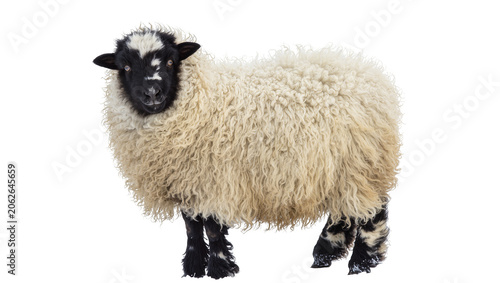 Φωτογραφία Black and white faced sheep with shaggy wool