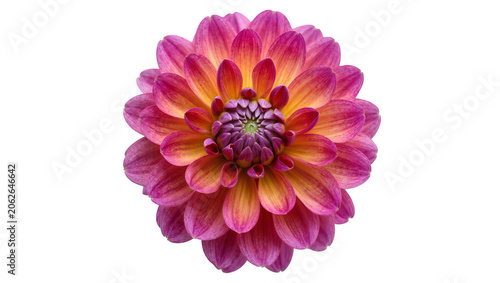 Pink and orange dahlia flower with layered petals