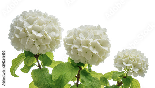 Fotografie Three white snowball viburnum flowers with green leaves