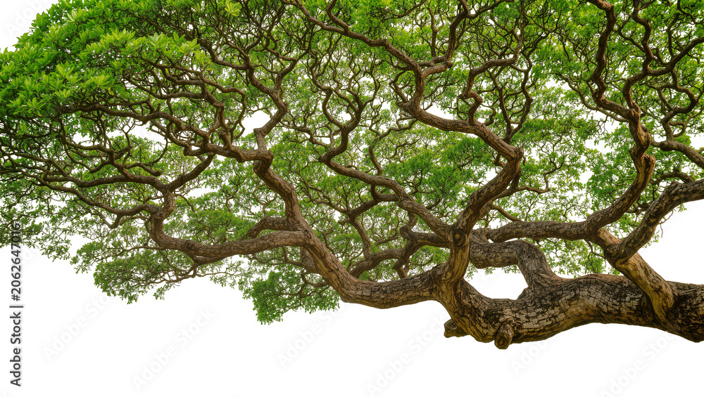Fototapeta premium Large tree branches with green leaves against white