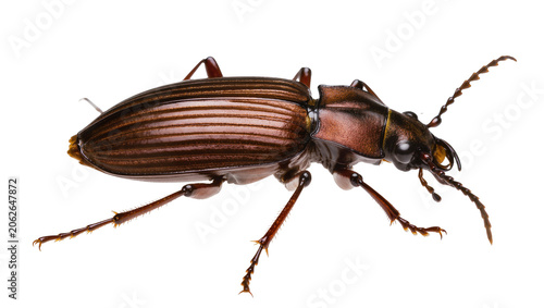 Photos Brown beetle with segmented antennae and legs
