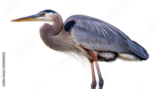 Photos Great Blue Heron bird with long beak and grey feathers