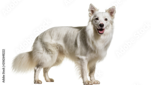 Tableau sur toile White Border Collie dog standing with mouth open and tongue out