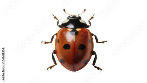 Orange ladybug with black spots and white markings on head