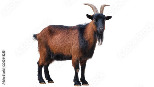 Brown and black goat with horns and beard standing