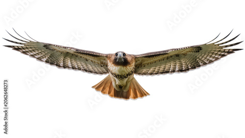 Red-tailed hawk in flight with wings spread wide
