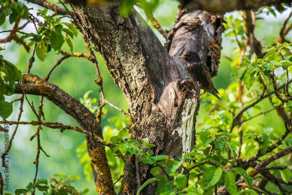 Fototapeta premium Starling Bird Feeding Chick in Tree Hollow, Nesting Wildlife Scene in Spring Garden