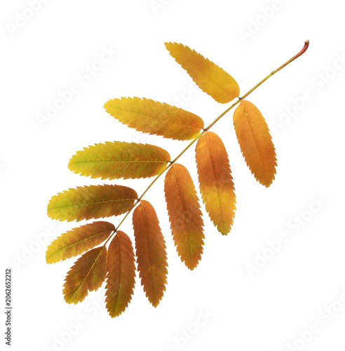 Photos Autumn rowan leaves isolated on white or transparent background