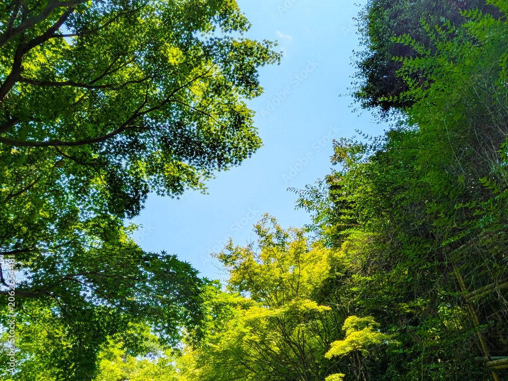 Fototapeta premium 初夏の澄み渡る青空と瑞々しい新緑の紅葉が広がる風景