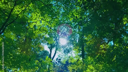 緑の森　太陽光