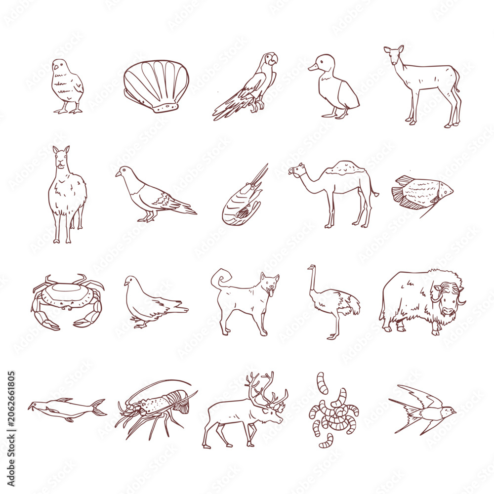Obraz premium Hand Drawn Wildlife Animal Collection Set