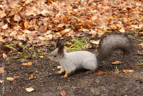 Cute squirrel is walking in a park with autumn leaves.
