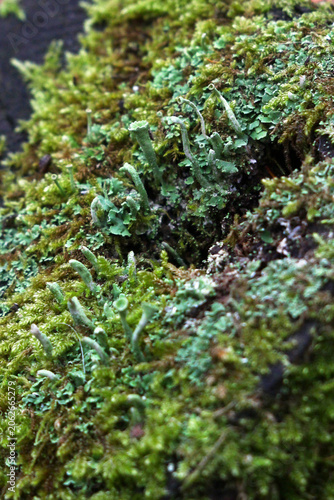 Green moss and lichen covering tree stump in autumn forest. Dense layer of moss on the surface of the stump.