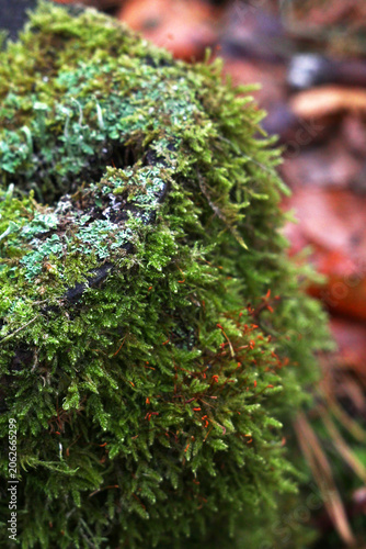 Close up of dense layer a moss covered tree stump with small green plants.
