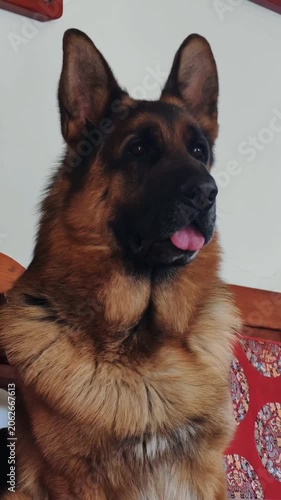 Close up of german shepherd dog