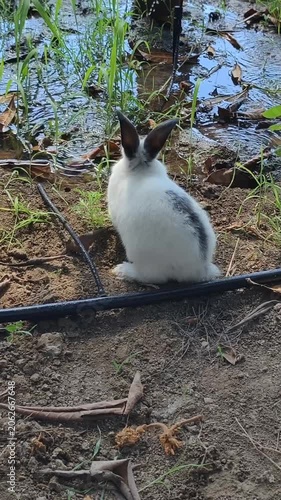 Cute white rabbit bunny sitting by water puddle outdoor