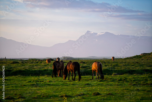 Foto Icelandic horses grazing on green meadow with mountains in Iceland