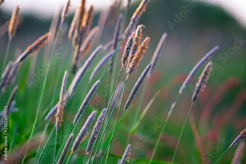 Wild grass seed heads in soft evening light with blurred natural background