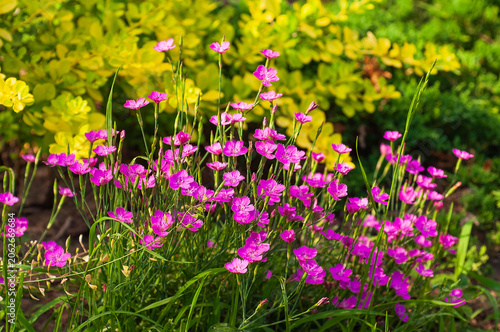 Foto Vibrant pink wildflowers bloom in a lush garden with a bright yellow bush backgr
