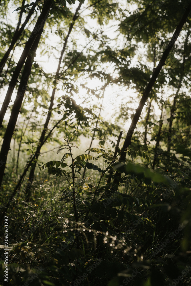 Fototapeta premium Misty Wild Meadow and Forest Landscape in Golden Morning Light