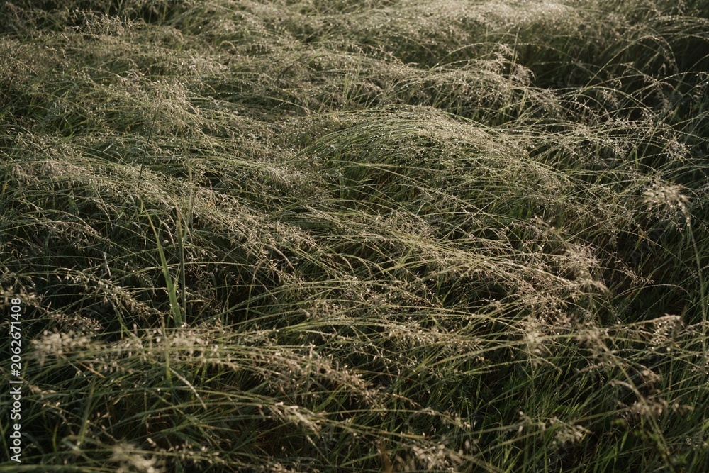 Naklejka premium Misty Wild Meadow and Forest Landscape in Golden Morning Light
