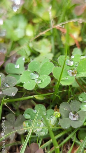 4K vertical slow‑motion shot sliding sideways across clover leaves with round rain droplets