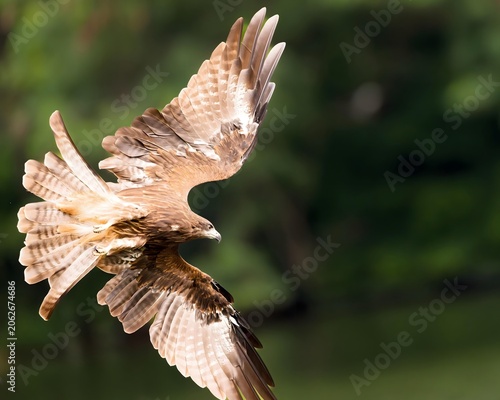 Canvastavla Brown bird of prey in flight with wings spread over green background
