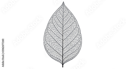 Skeleton Leaf Minimal Vector Illustration