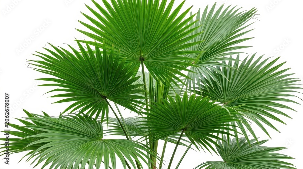 Fototapeta premium Green palm leaves isolated on white background