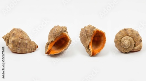 Four views of a sea snail shell isolated on white background