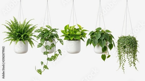 Collection of various hanging indoor plants in white pots isolated on white background