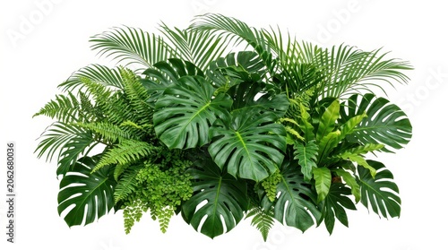 Lush tropical plant arrangement with monstera and fern leaves isolated on white background