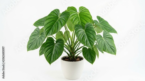 A lush philodendron gloriosum houseplant with large, heartshaped, velvety green leaves with prominent white veins, potted in a white ceramic pot, isolated on white background
