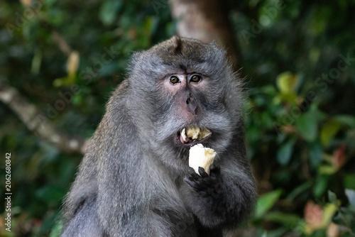 Portrait of Balinese Long Tailed Monkey (Macaque) a banana in its hand and eating.  Northern Bali, Indonesia. Forest in the background. 
