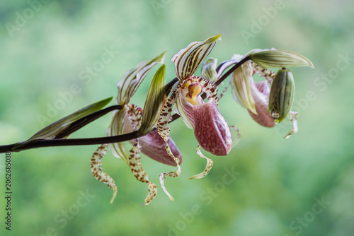 Closeup view of colorful flowers and bud of paphiopedilum supardii tropical lady slipper tropical orchid species isolated on natural background