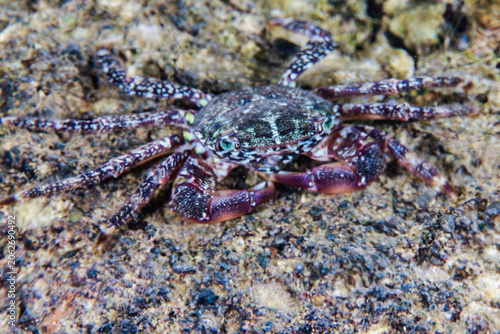 Φωτογραφία Sally lightfoot crab from Cyprus