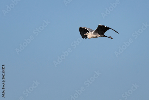 Εκτύπωση καμβά Garza real con fondo de cielo azul sobre el pantano de Beniarrés con espacio par