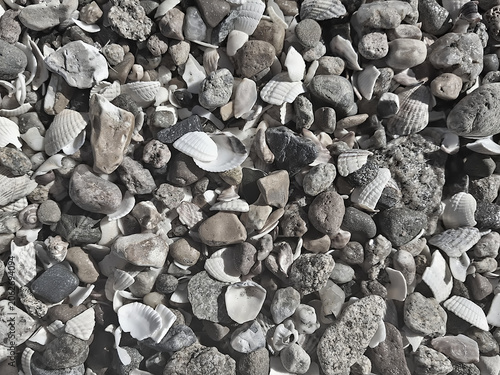 monochrome view of large amount of sea shells and pebbles