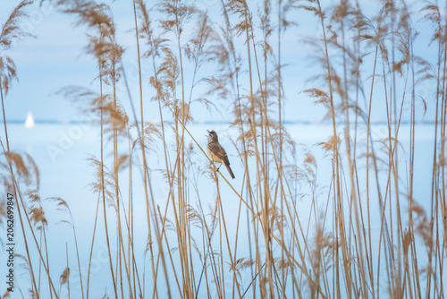 Great reed warbler (Acrocephalus arundinaceus) male, a small migratory bird, sits on a reed and sings in the evening on the shore of a lake.