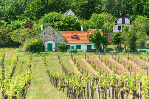 Hungary, view of a small vineyard in a village on Lake Balaton on a sunny summer day.