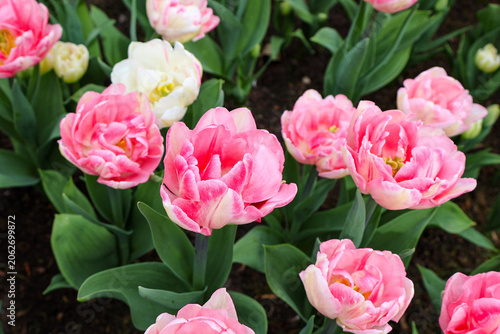   Lush pink double tulips of Foxtrot variety growing in a springtime garden bed. Beautiful pink peony-flowered double late tulips blooming in the spring garden.


