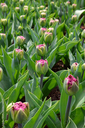 Field of beautiful double late pink tulip buds Ice Cream with green leaves starting to bloom in the garden.