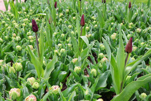 tulips in the garden.   Field of young dark purple tulip buds growing in a greenhouse