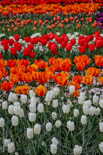     red and yellow tulips.    Field of colorful tulips and hyacinths in Keukenhof botanical garden, Netherlands. Floral background.