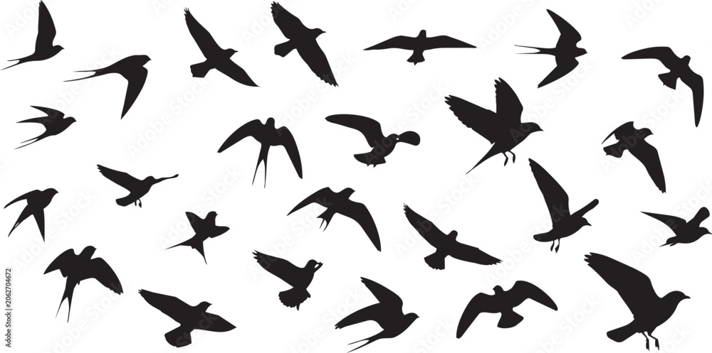 Fototapeta premium Black bird silhouettes in flight against white background black birds flying birds in flight