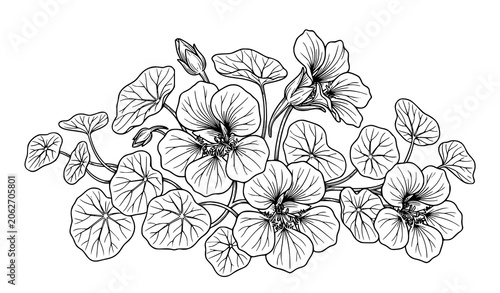 Bild auf Leinwand Hand Drawn Nasturtium Flower Bouquet Illustration Isolated on White Background