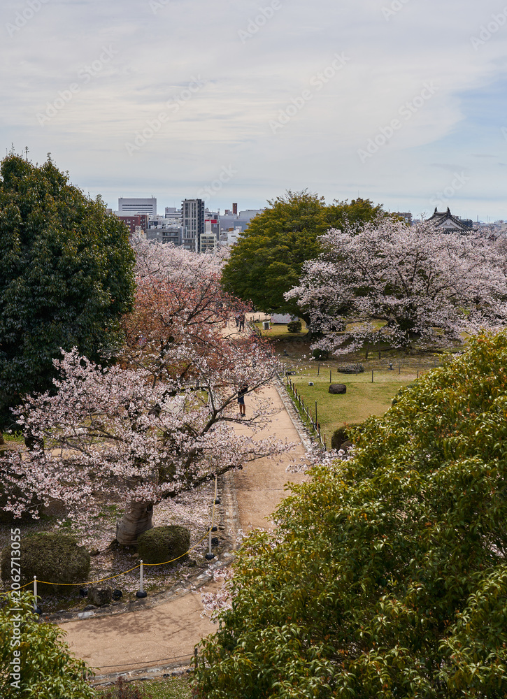 Fototapeta premium Cherry blossom path overlooking Himeji